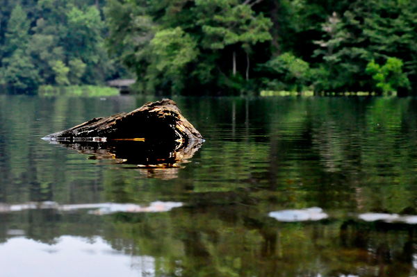 reflection that a broken log made in the water